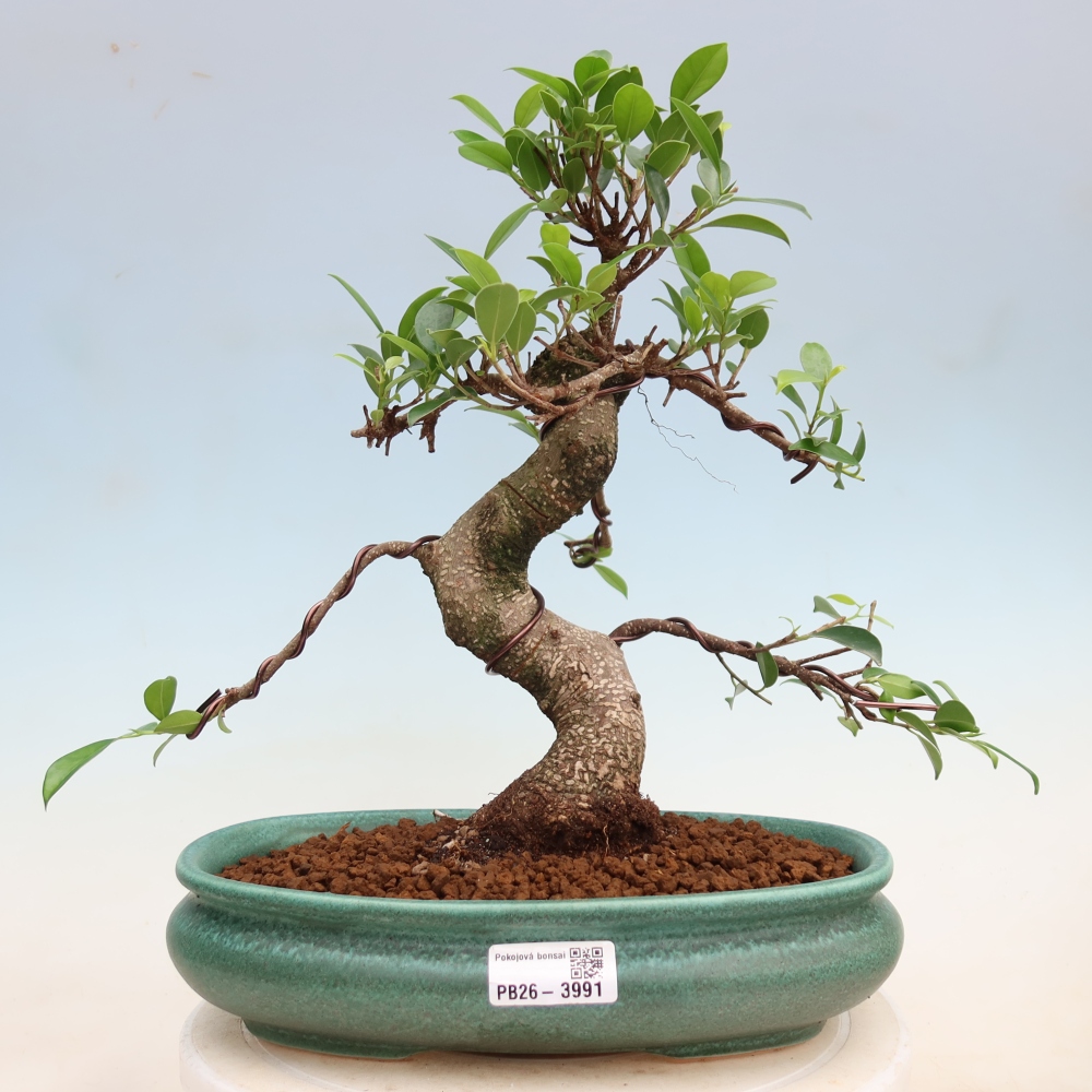 Pokój bonsai - Ficus kimmen - figowiec drobnolistny