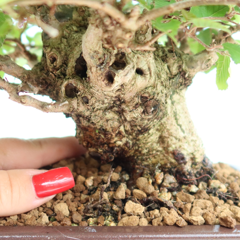 Outdoor bonsai - Carpinus coreana - grab koreański