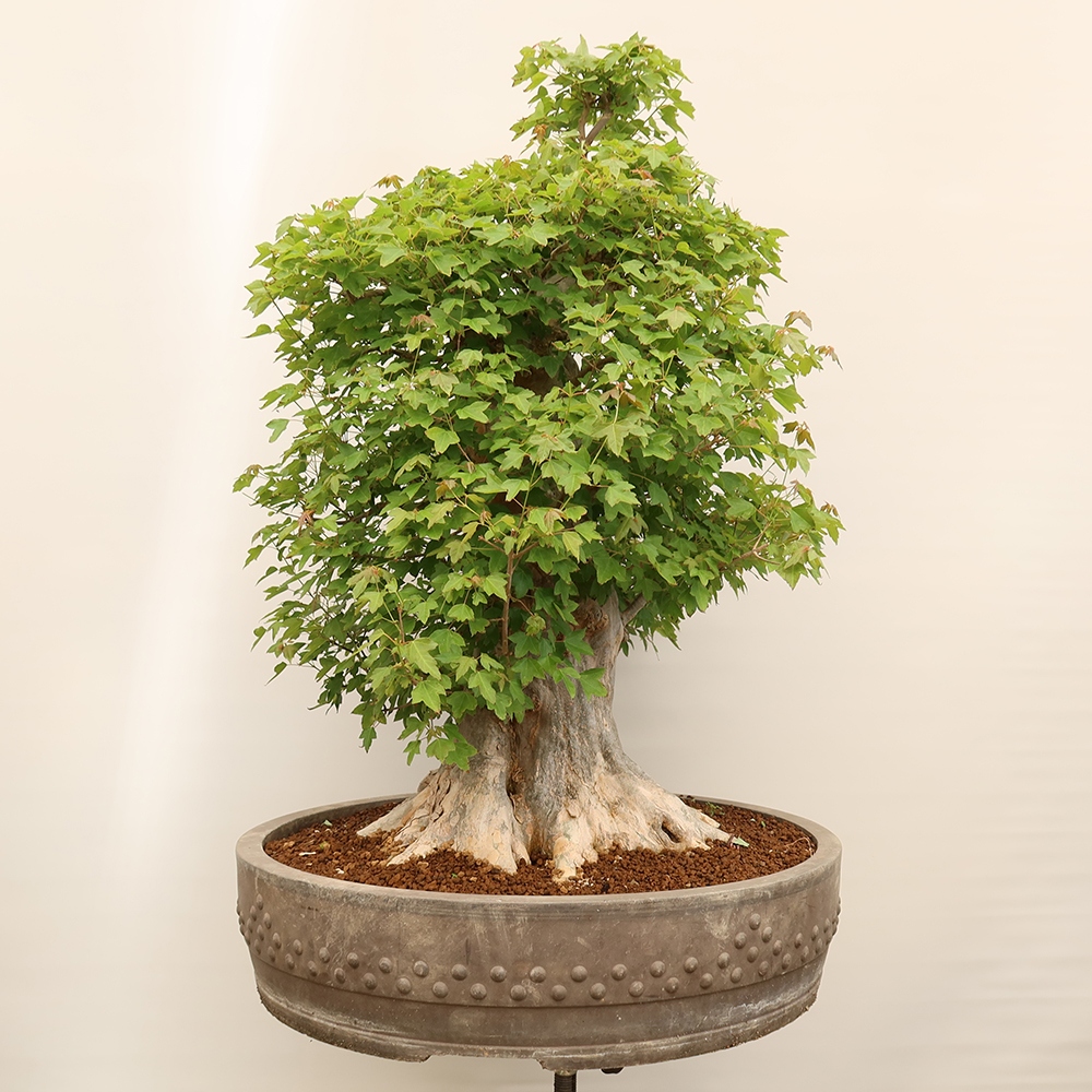 Outdoor bonsai - Klon burgeryjski - Acer burgerianum