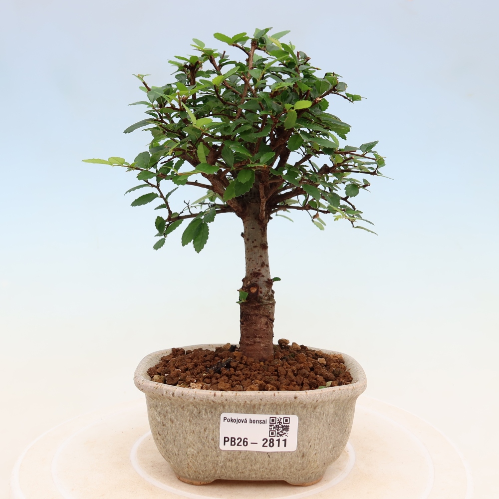 Pokój bonsai - Ulmus parvifolia - Wiąz drobnolistny