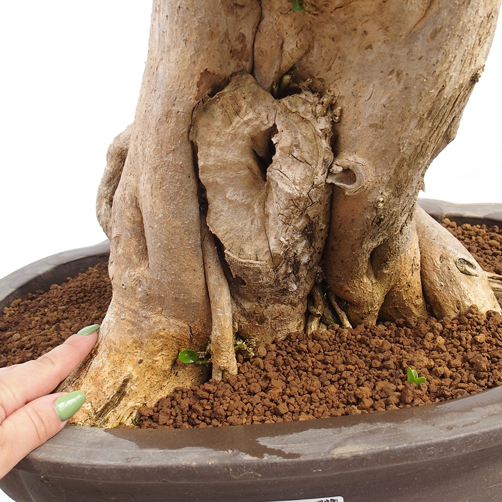 Bonsai wewnętrzne - Premna serratifolia - Kozlovon drobnolistny