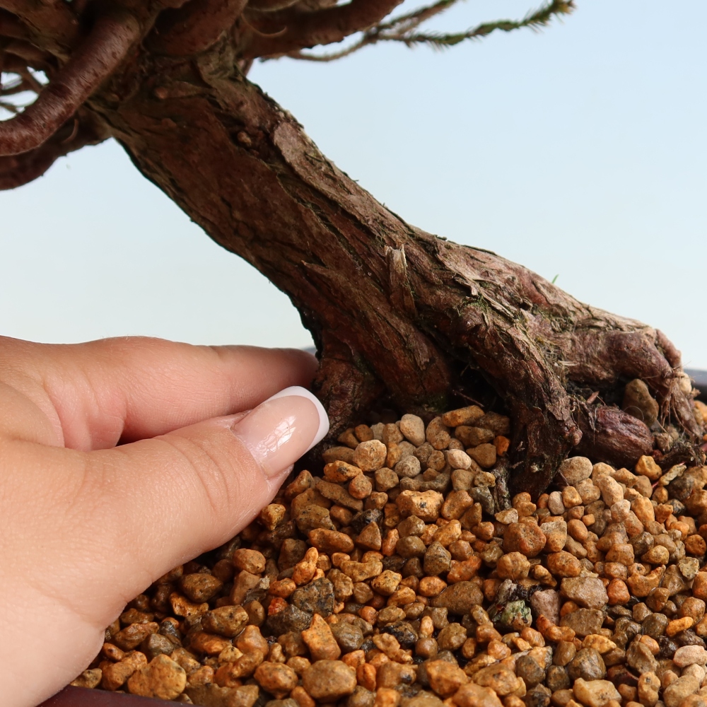 Bonsai ogrodowe – Cryptomeria – kryptomeria