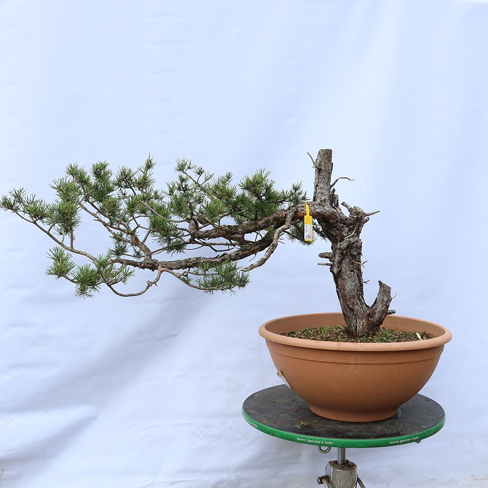Pinus sylvestris Hiszpania – sosna zwyczajna