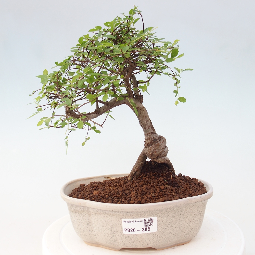 Pokój bonsai - Ulmus parvifolia - Wiąz drobnolistny