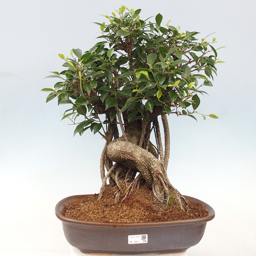 Bonsai pokojowe - Ficus kimmen - figowiec drobnolistny - WYŁĄCZNIE ODBIÓR OSOBISTY lub transport paletowy