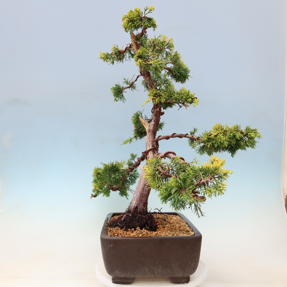 Bonsai ogrodowe – Juniperus chinensis  aurea – jałowiec chiński złoty