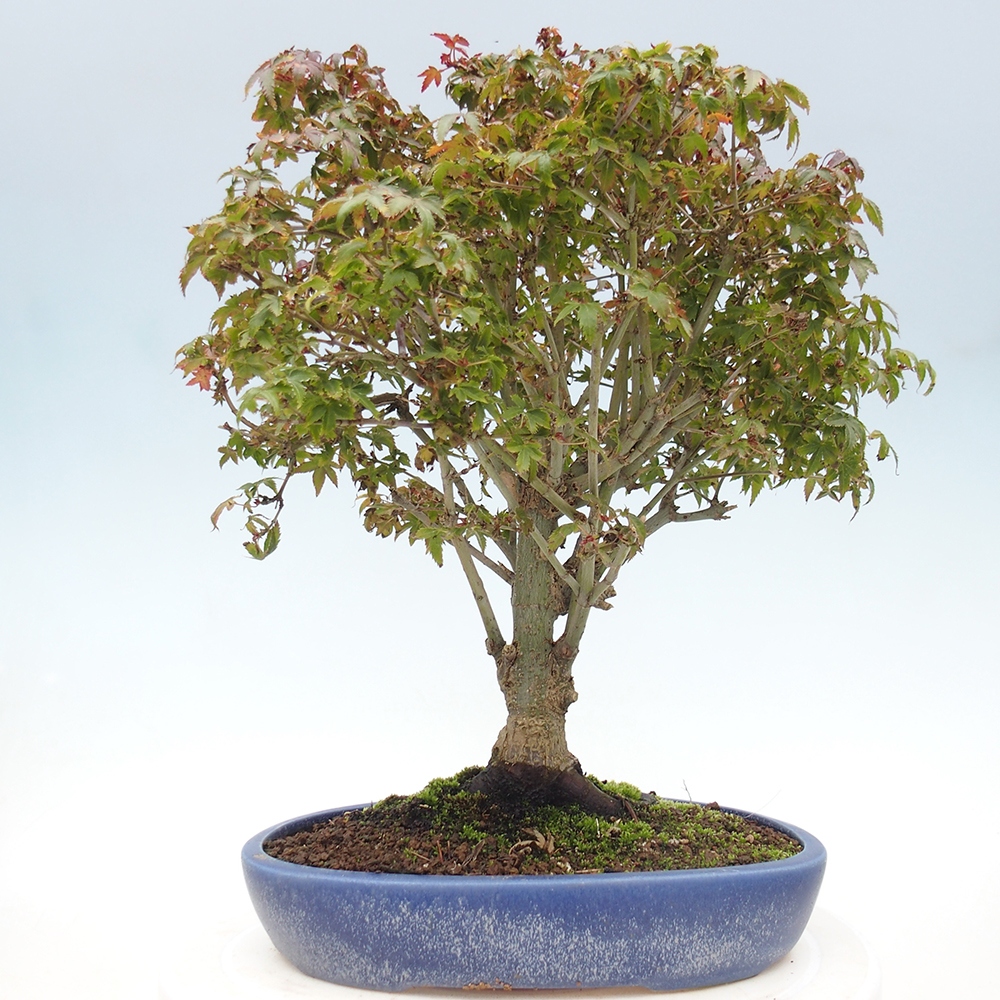 Acer palmatum KIOHIME - klon palmowy