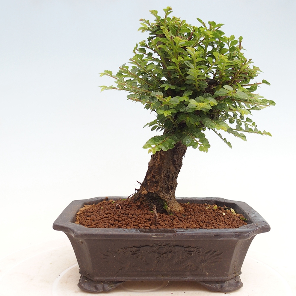 Bonsai zewnętrzne - Ulmus parvifolia Hokkaido - wiąz chiński