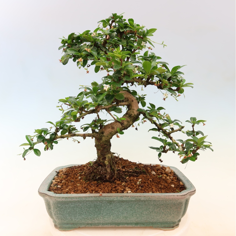 Bonsai pokojowe - Carmona macrophylla - Tea fuki