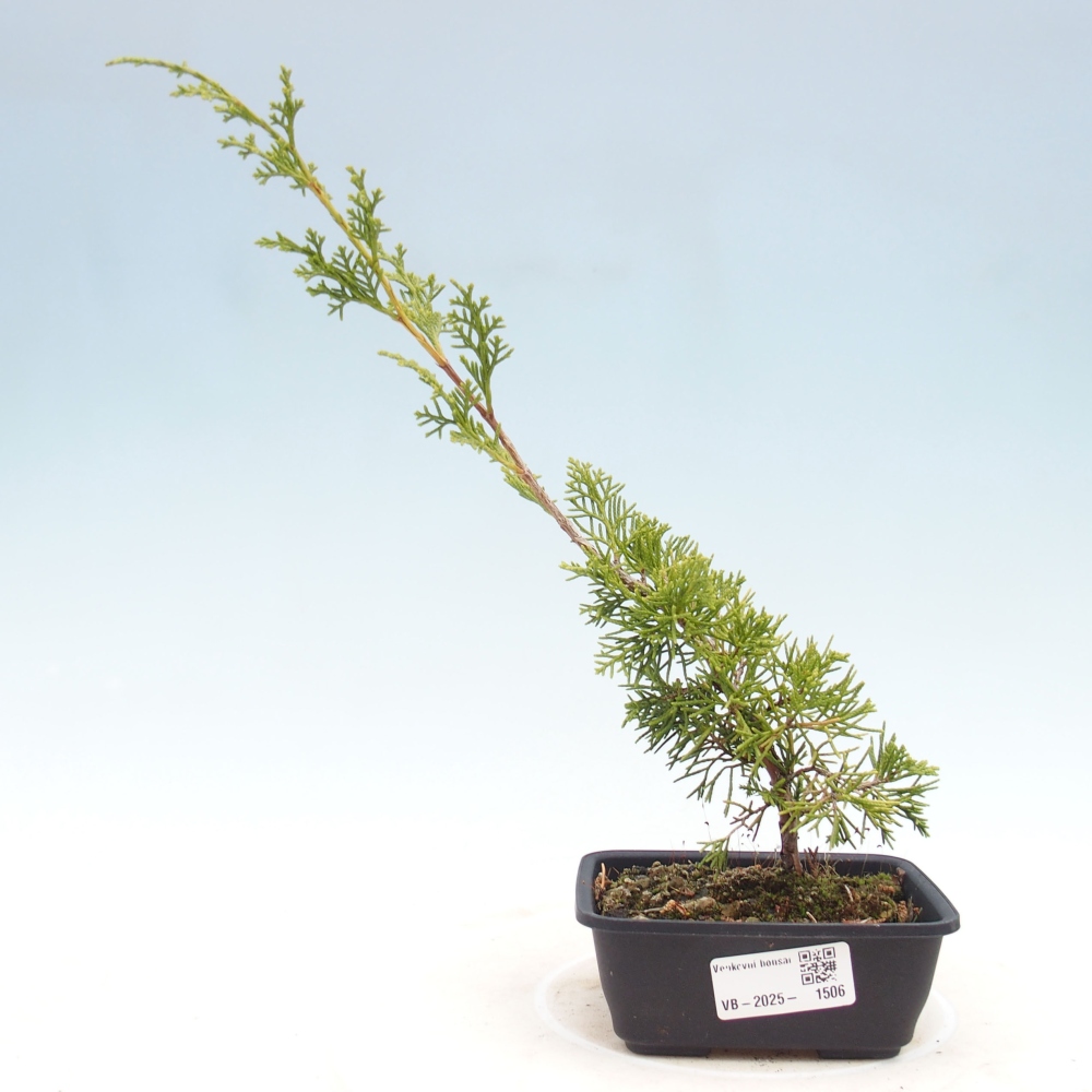Outdoor bonsai - Juniperus chinensis Itoigawa - Jałowiec chiński
