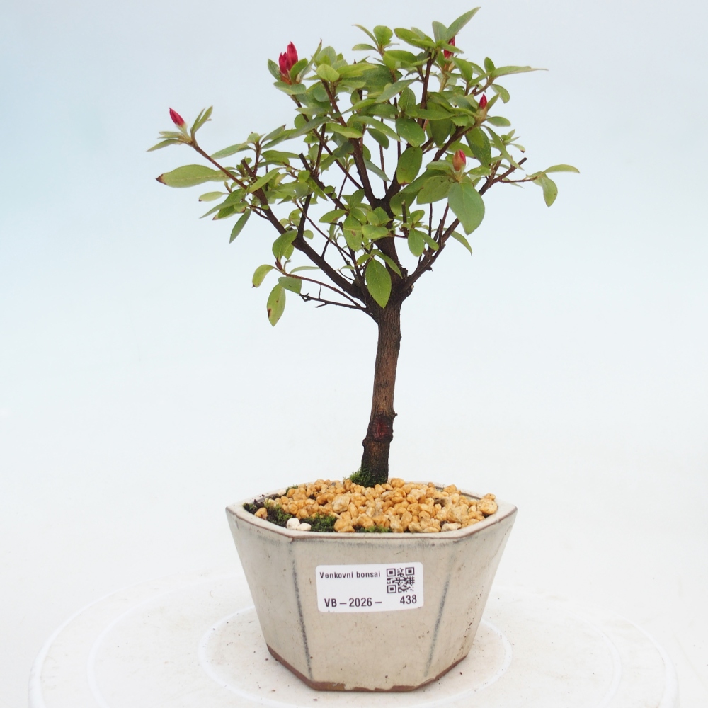 Outdoor bonsai - Azalia japońska - Azalea sp.