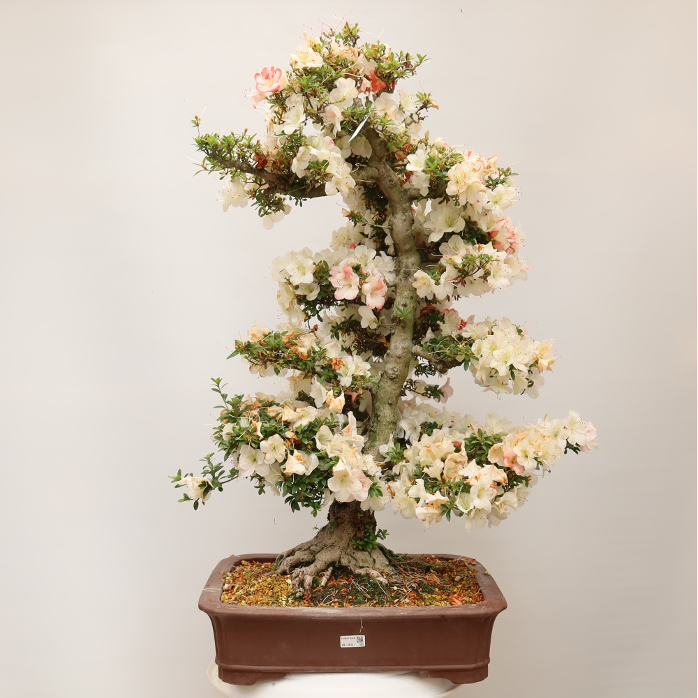 Bonsai zewnętrzne - Azalia japońska - Azalia Tochizumi
