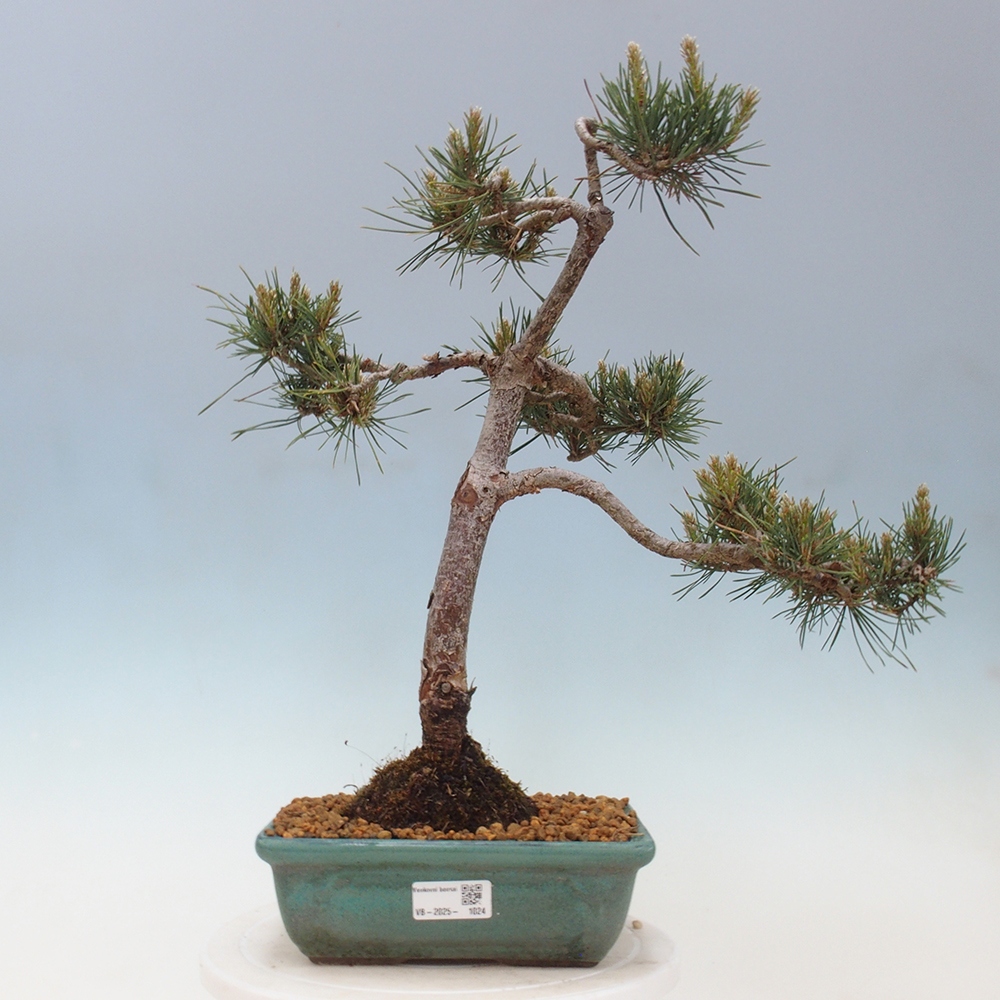 Outdoor bonsai - Pinus Sylvestris - sosna zwyczajna