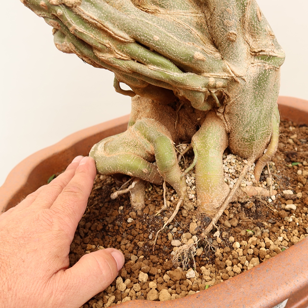 Outdoor bonsai - Klon burgeryjski - Acer burgerianum