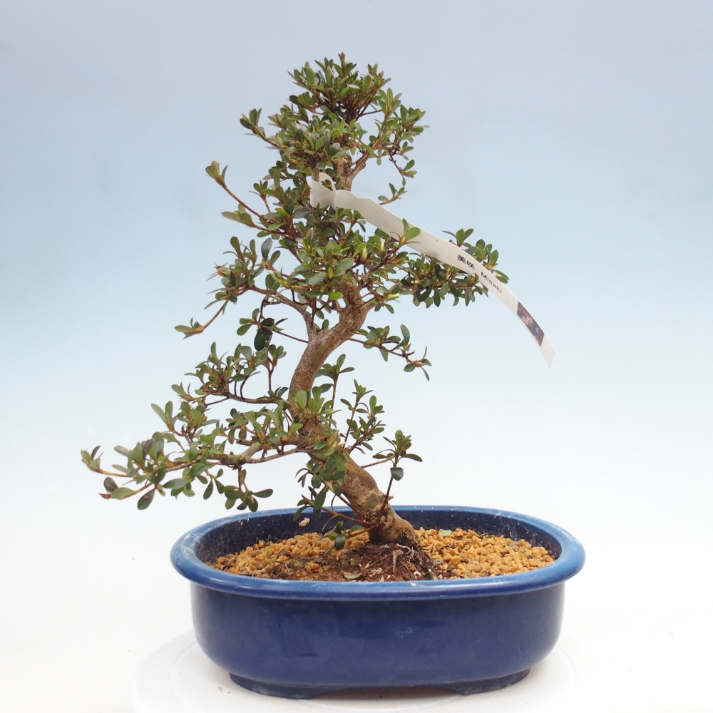 Bonsai zewnętrzne - Azalia japońska - Azalia Misaki