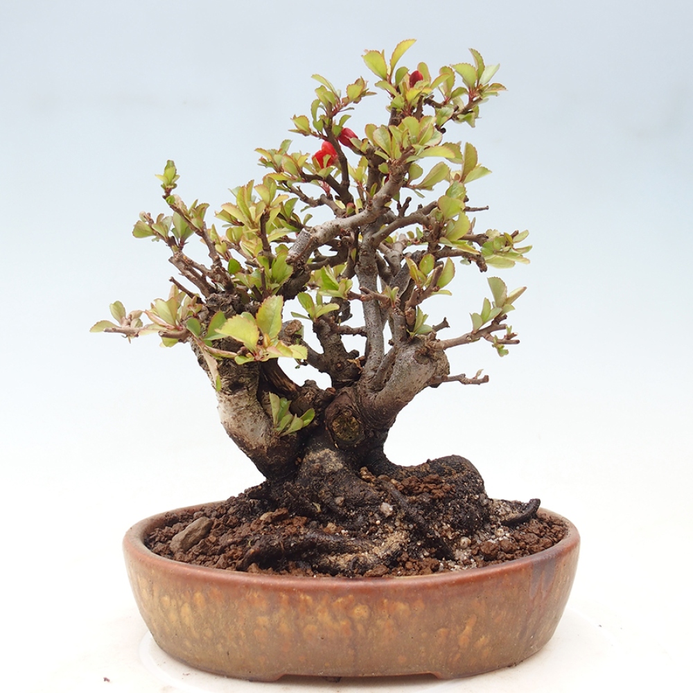 Bonsai zewnętrzne - Chaneomeles speciosa - Pigwa