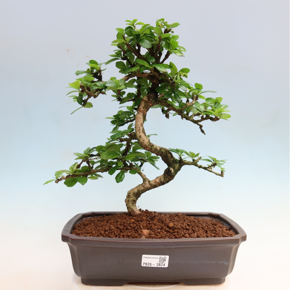Bonsai pokojowe - Carmona macrophylla - Tea fuki