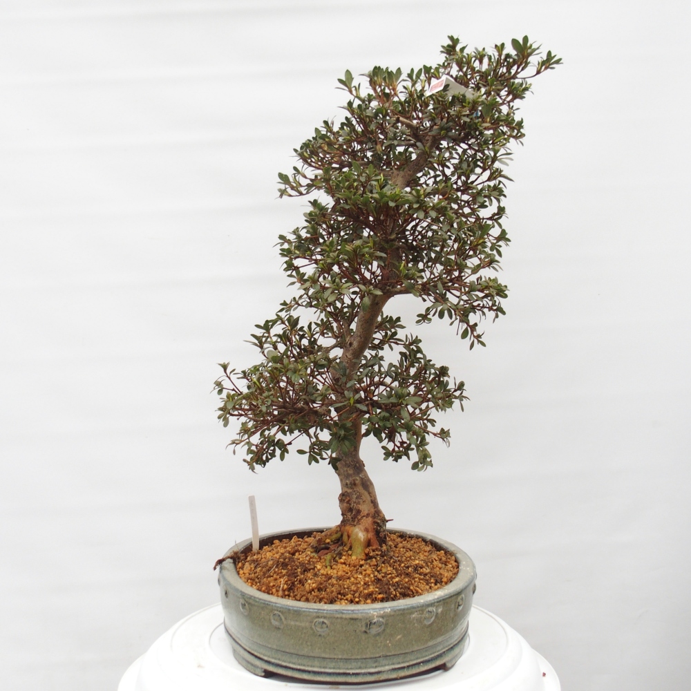 Bonsai zewnętrzne - Azalia japońska - Azalia Akari