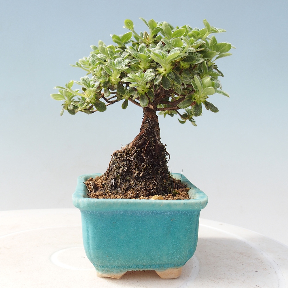 Outdoor bonsai - Rododendron indicum - Azalia japońska