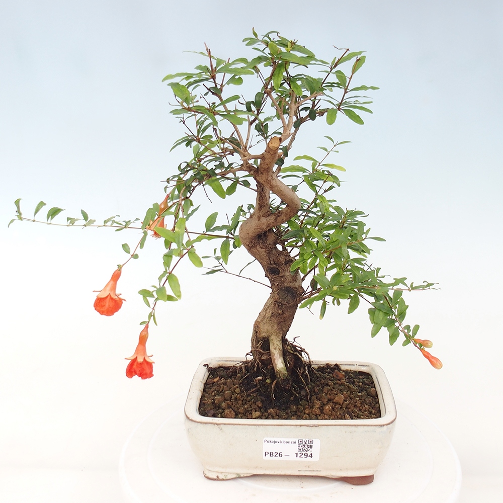 Pokój bonsai - PUNICA granatum nana - jabłko granatu