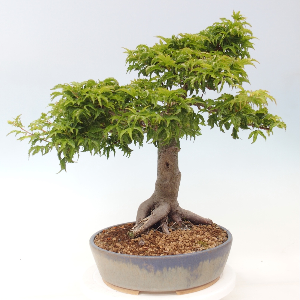 Outdoor bonsai - palma jaworowa Acer palmatum Shishigashira