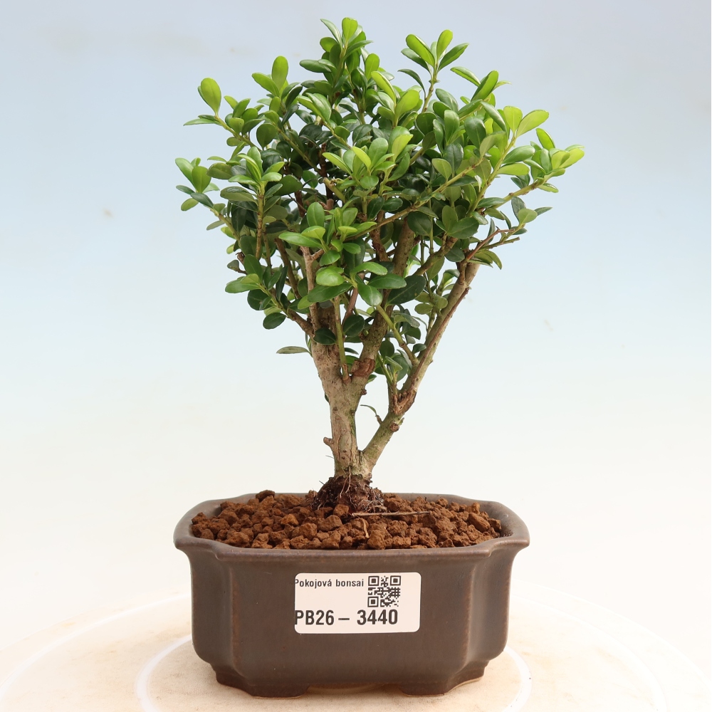 Pokój bonsai - Ilex crenata - Ostrokrzew