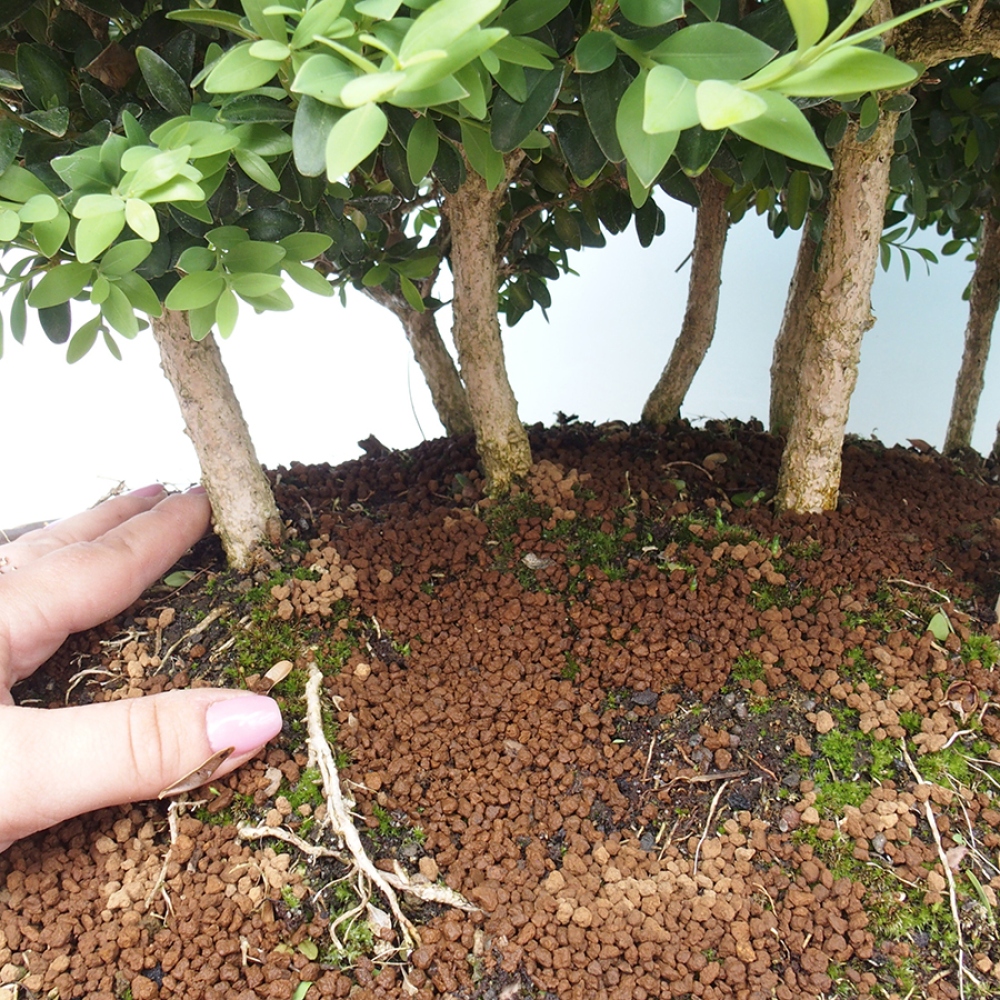 Bonsai ogrodowe - Buxus sempervirens - bukszpan