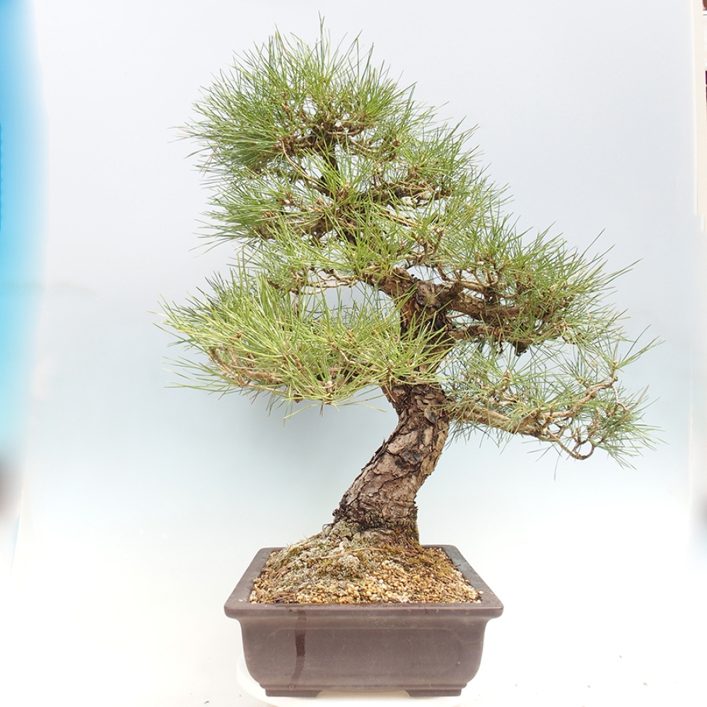 Outdoor bonsai - Pinus thunbergii - sosna Thunberga
