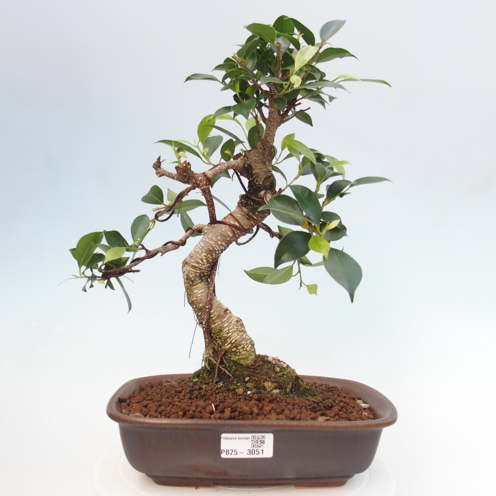 Kryty bonsai - kimono Ficus - figowiec drobnolistny