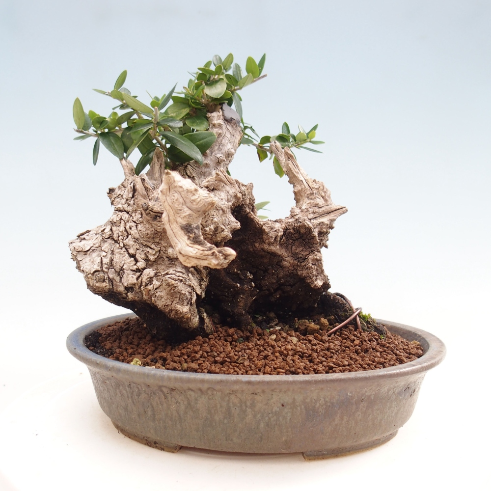 Kryte bonsai - Olea europaea sylvestris - Europejska oliwa z małych liści