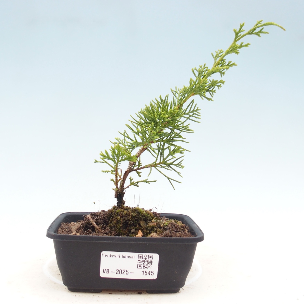 Outdoor bonsai - Juniperus chinensis Itoigawa - Jałowiec chiński
