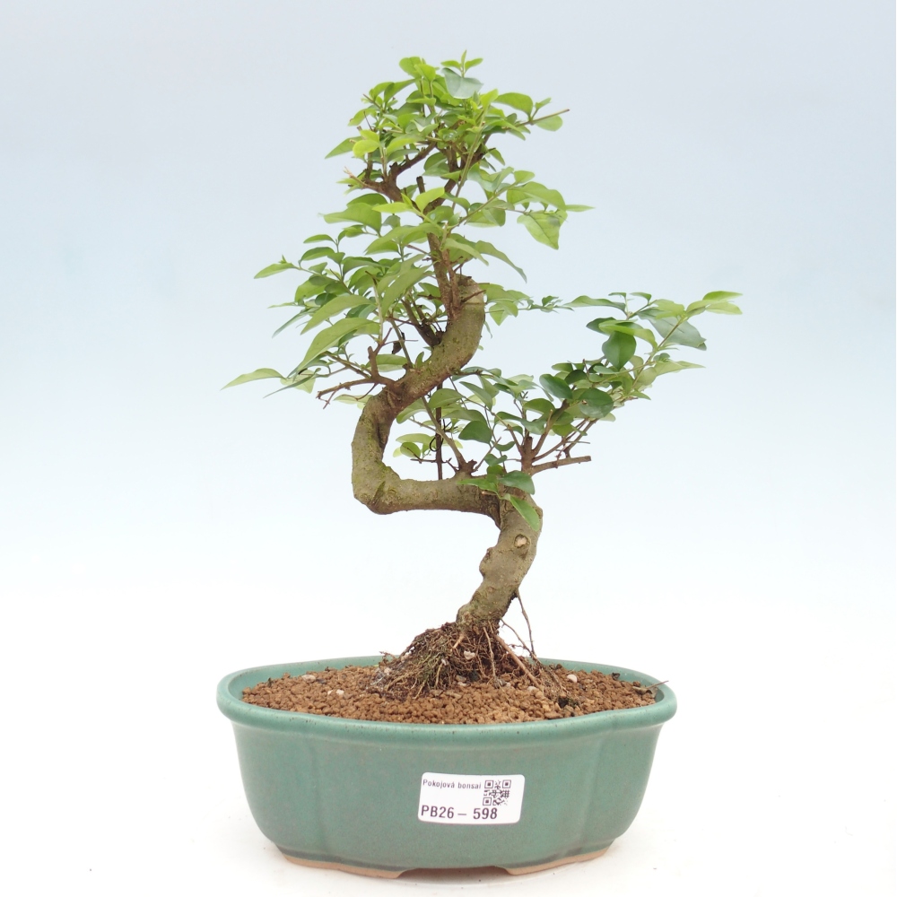 Pokój bonsai - Ligustrum chinensis - Dziób ptaka