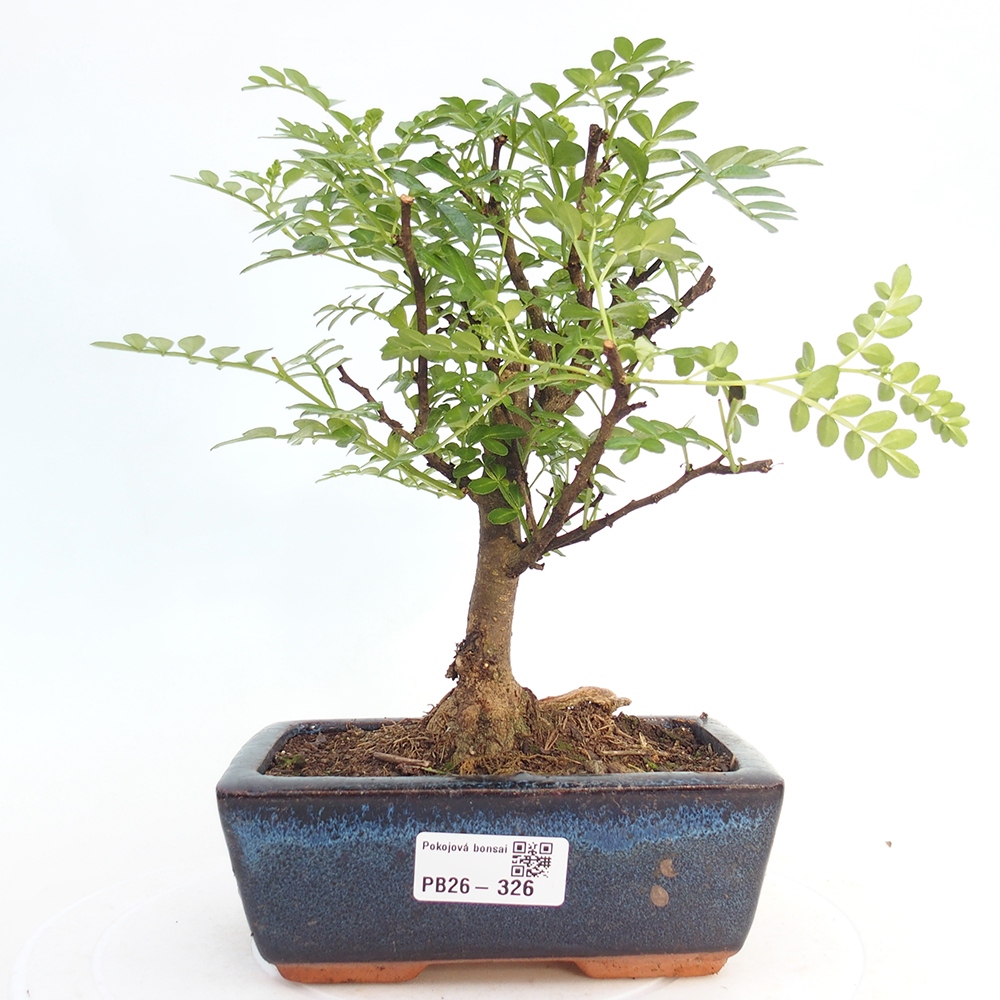 Pokój bonsai - Zantoxylum piperitum - drzewo pieprzowe