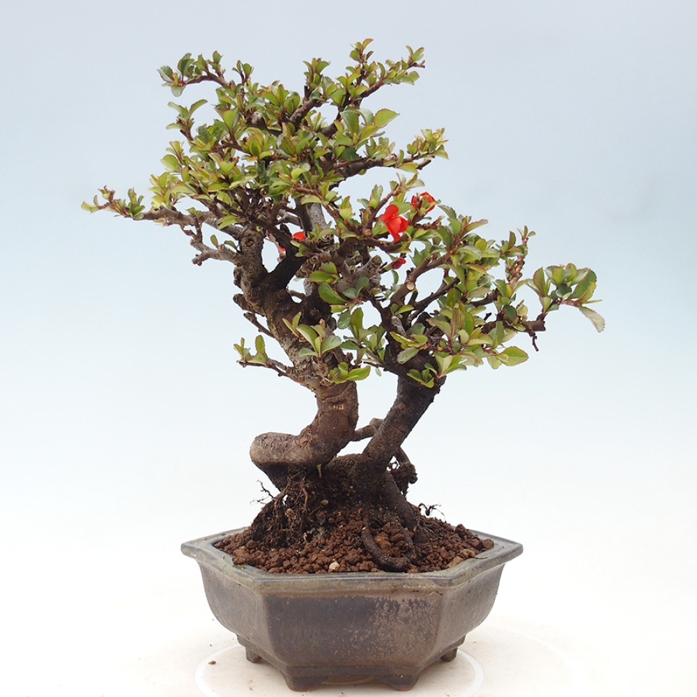 Bonsai zewnętrzne - Chaneomeles speciosa - Pigwa