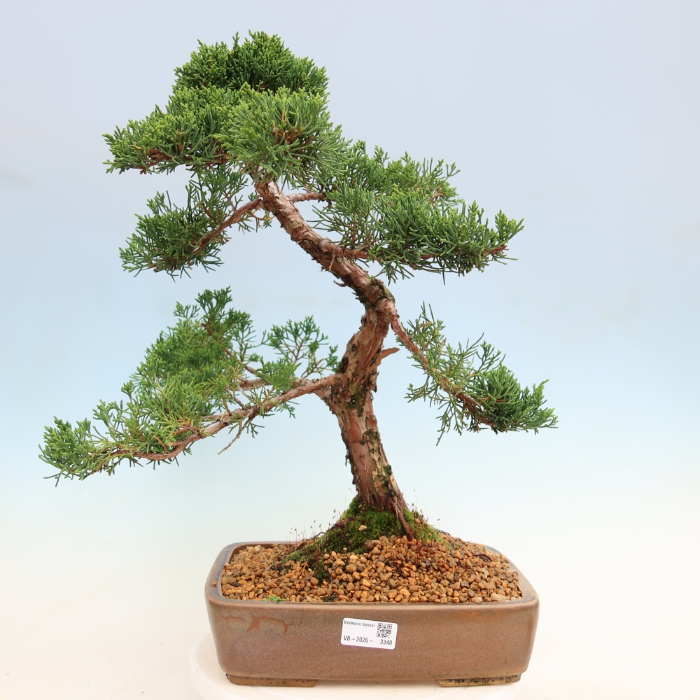 Outdoor bonsai - Juniperus chinensis Kishu