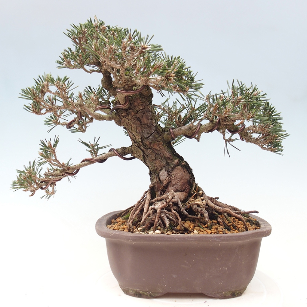 Outdoor bonsai - Pinus thunbergii Kotobuki - Sosna Thunberga