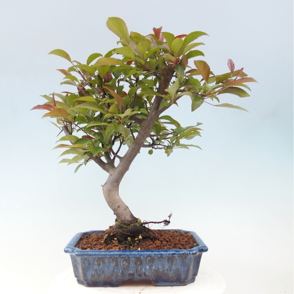 Bonsai zewnętrzne - Malus domowy - Jabłoń czerwonolistna o drobnych owocach