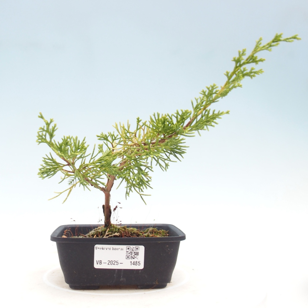 Outdoor bonsai - Juniperus chinensis Itoigawa - Jałowiec chiński