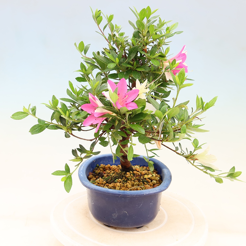 Bonsai zewnętrzne - Azalia japońska - Azalia Hand