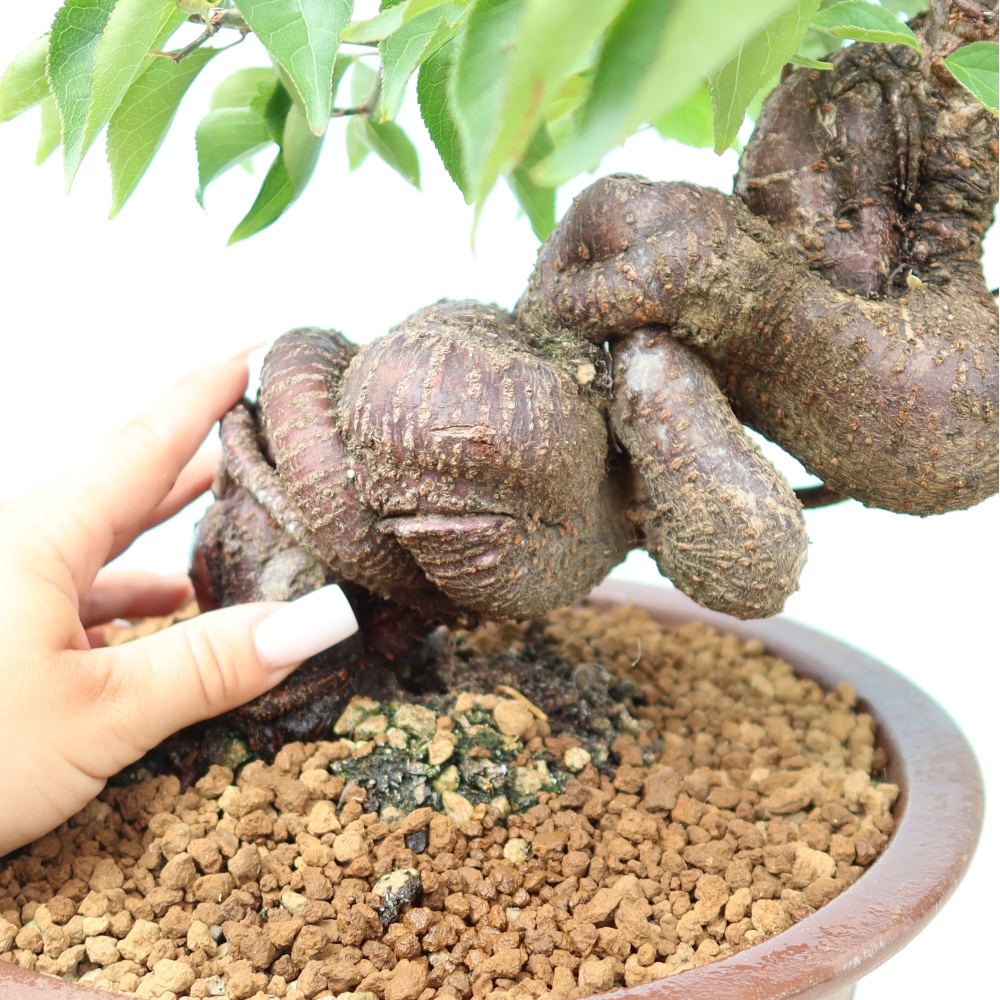 Bonsai ogrodowe – japońska śliwka – Prunus Mume