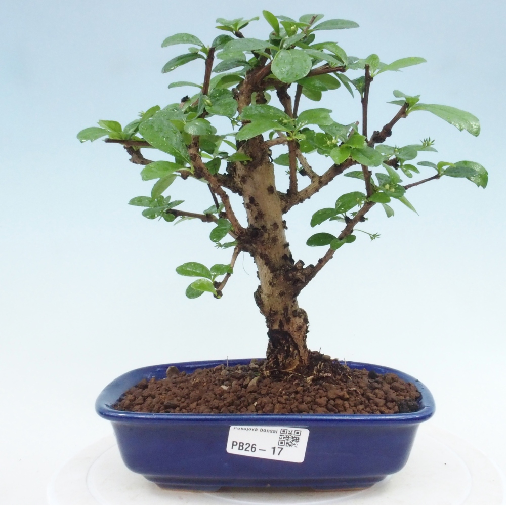 Bonsai pokojowe - Carmona macrophylla - Tea fuki