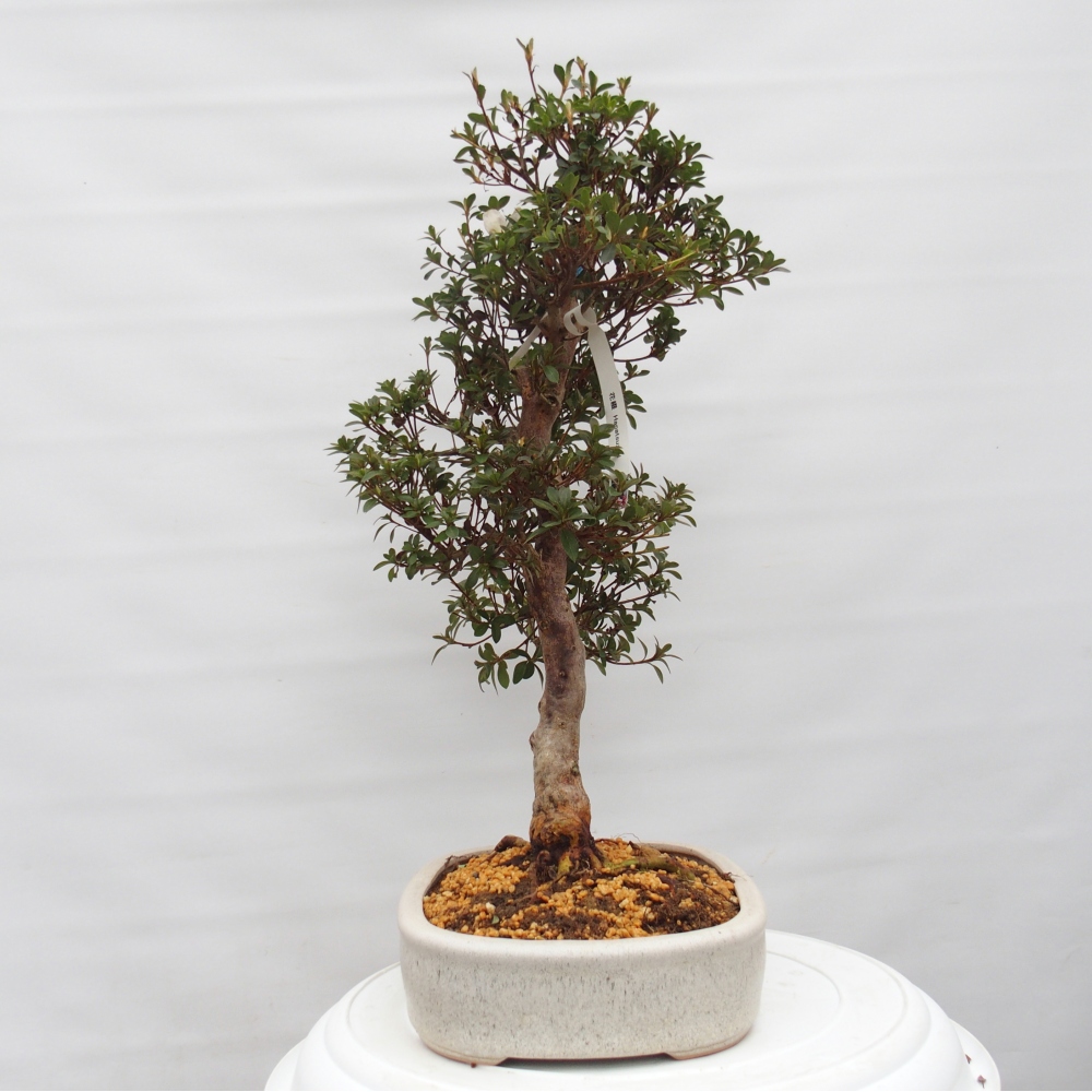 Bonsai zewnętrzne - Azalia japońska - Azalia Hanatsuzuri