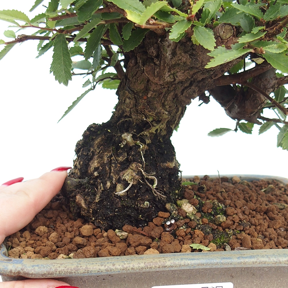 Bonsai zewnętrzne - Zelkova - Zelkova NIRE