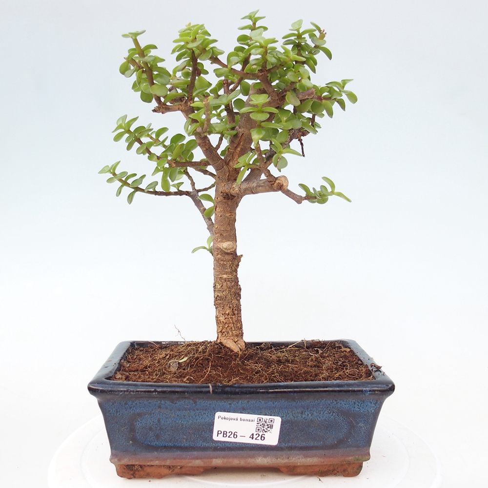 Pokój bonsai - Portulakaria Afra - Tlustice