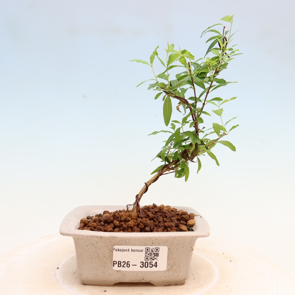Pokój bonsai - PUNICA granatum nana - jabłko granatu