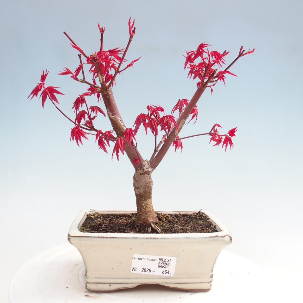 Outdoor bonsai - Acer palmatum DESHOJO