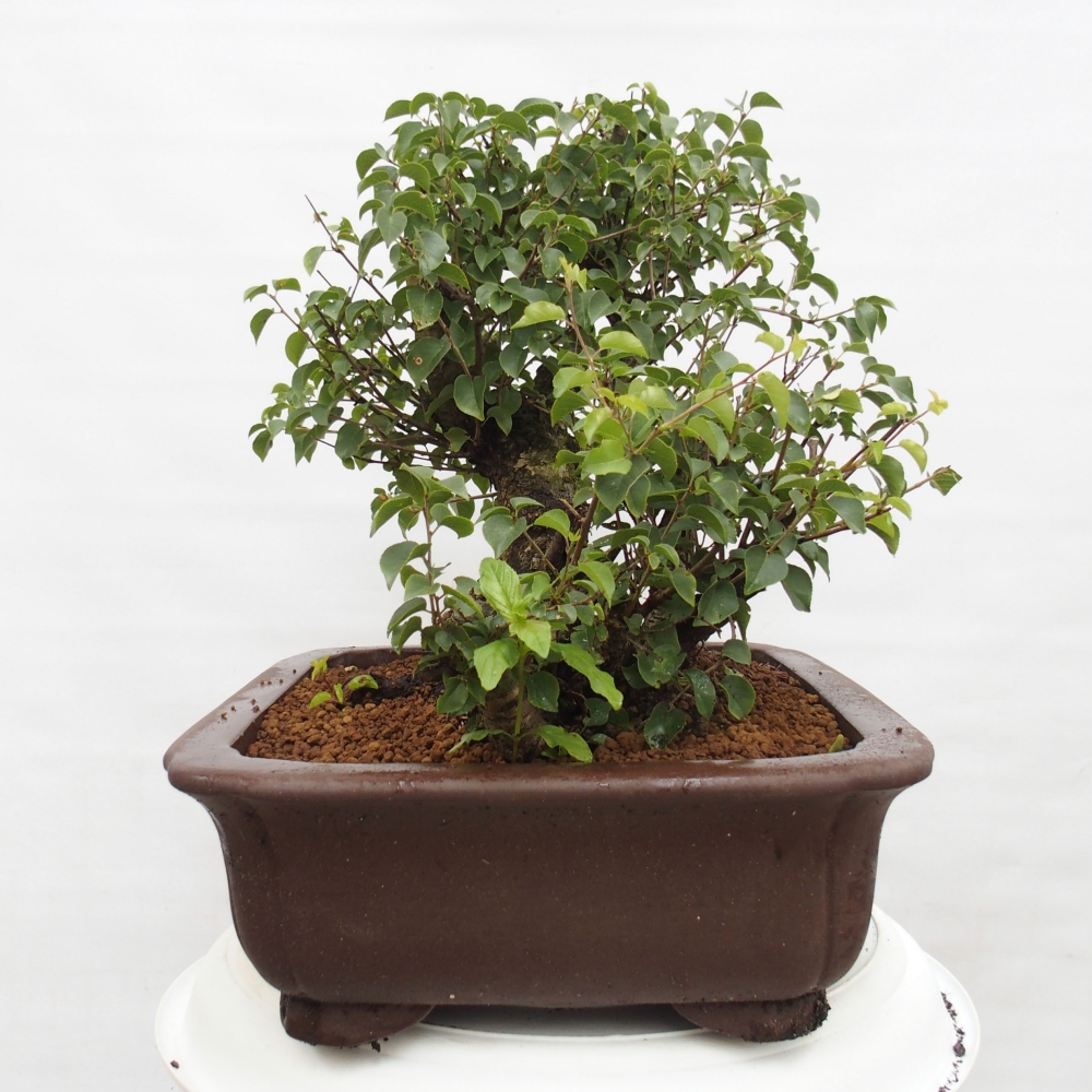 Bonsai na zewnątrz - Mahalebka - Prunus mahaleb