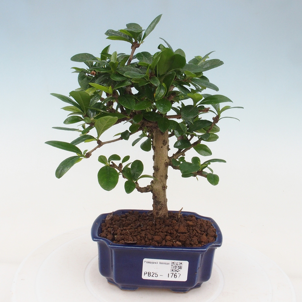 Bonsai wewnętrzne - Carmona makrophylla - Herbata Fuki