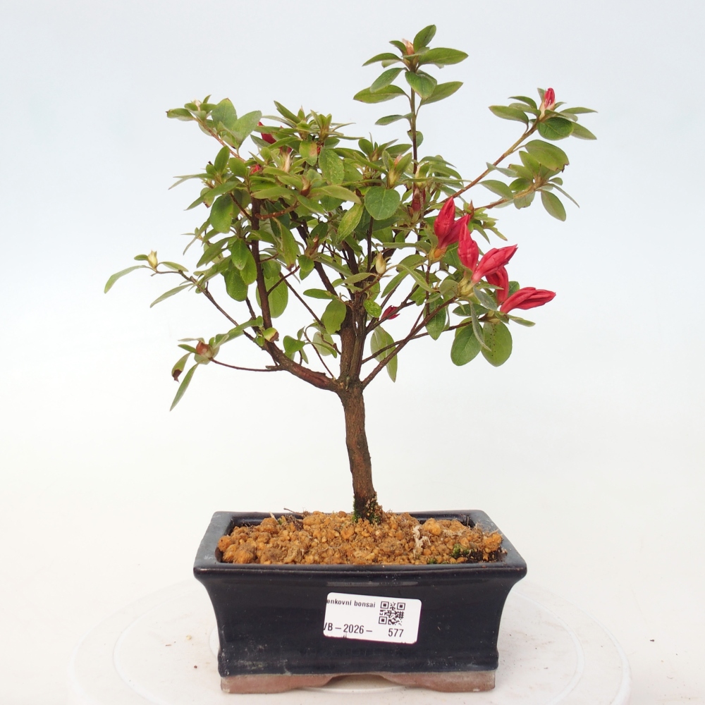 Outdoor bonsai - Azalia japońska - Azalea sp.