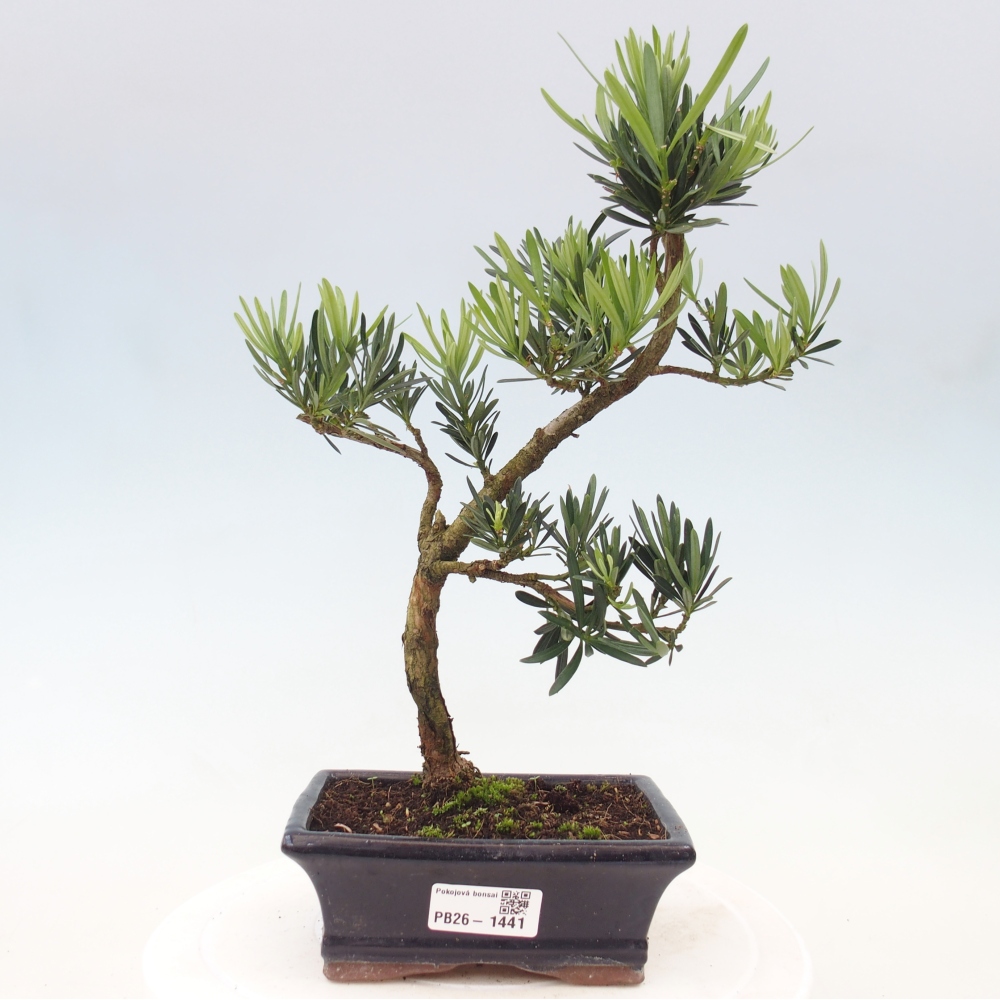 Pokój bonsai - Podocarpus - Kamienny cis